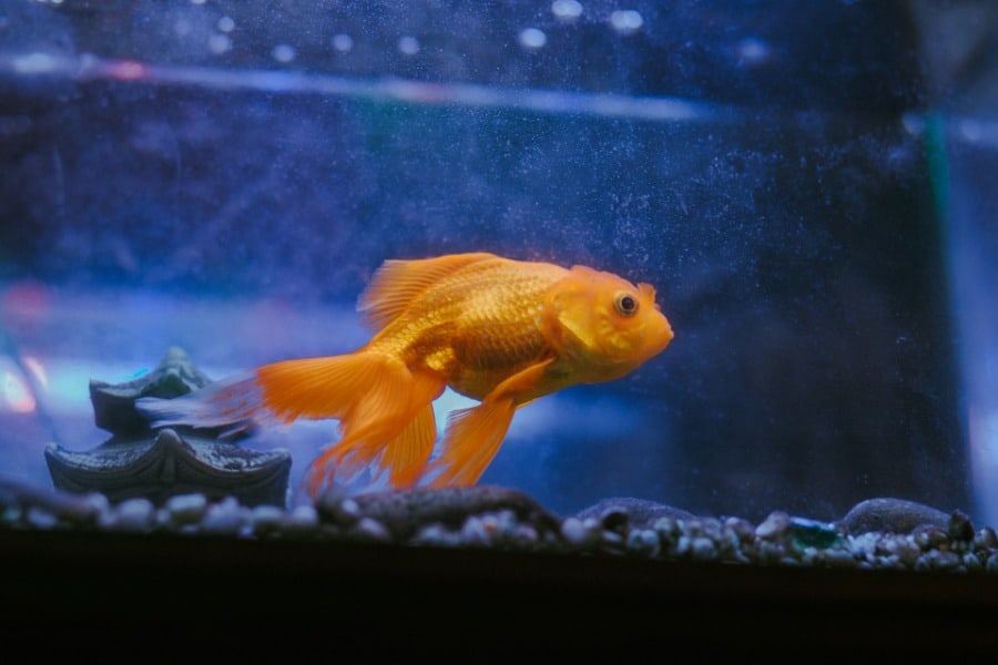 How Often to Feed Goldfish