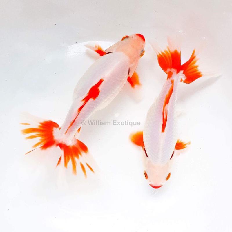 Jikin Goldfish