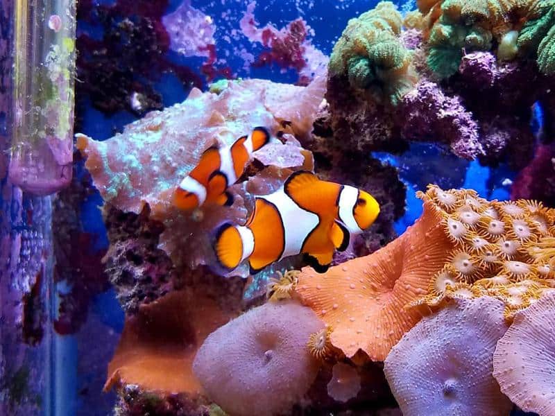 Percula Clownfish