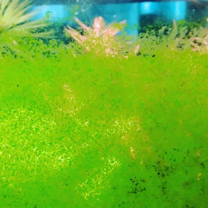 Sudden Algae Growth