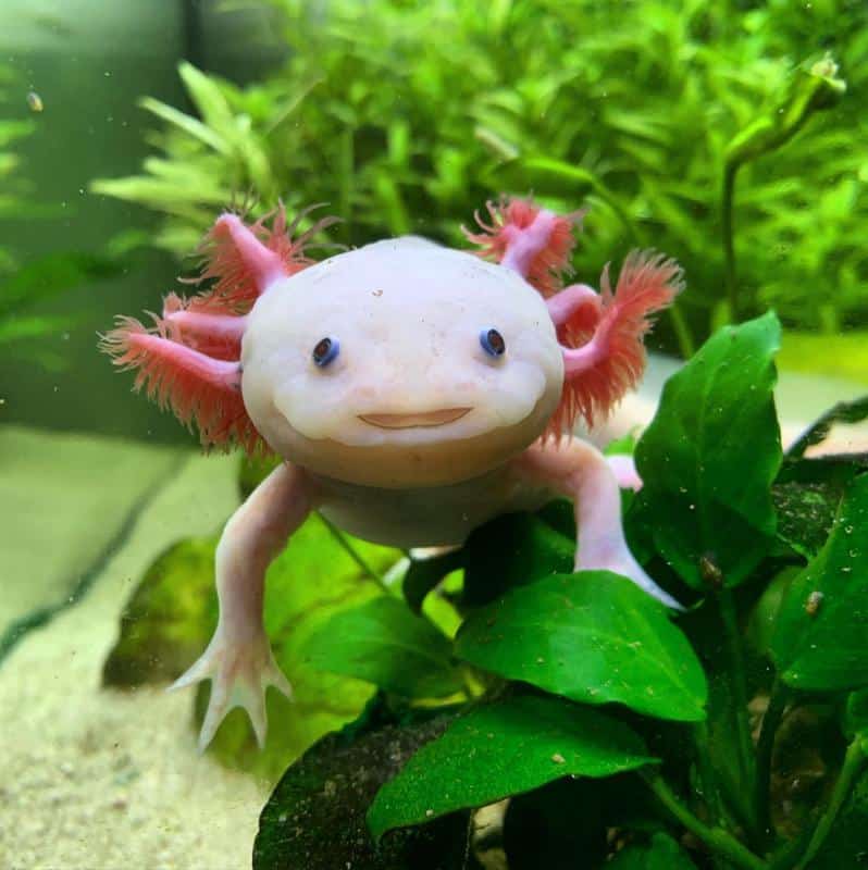 What Is a Baby Axolotl Called