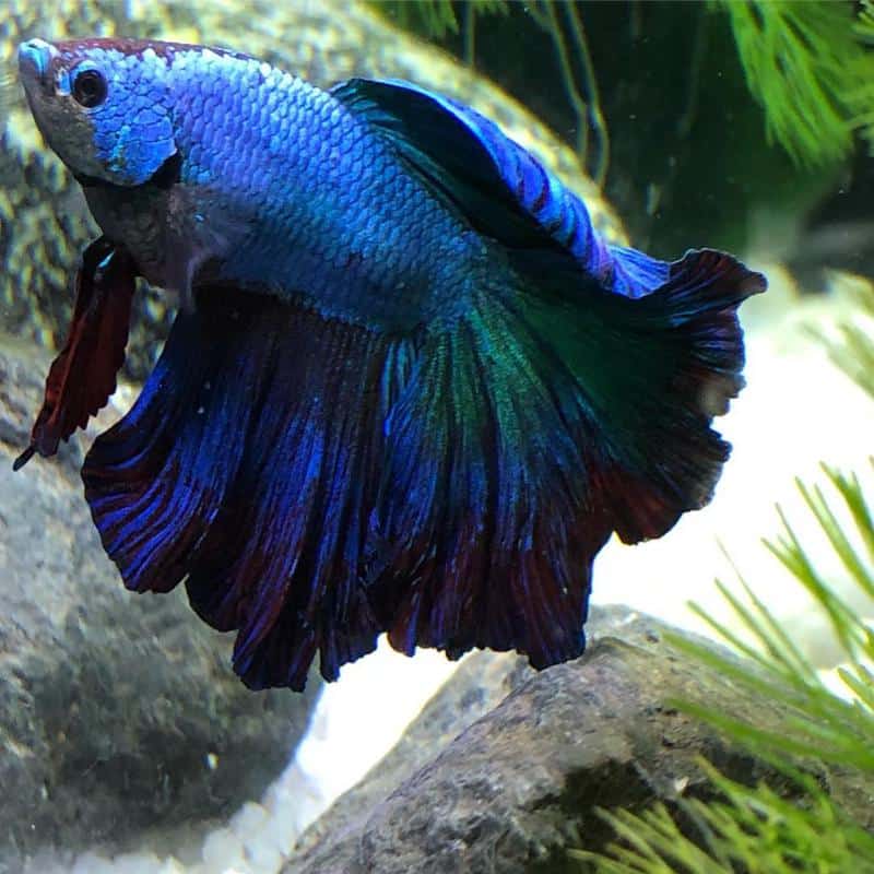 What are the symptoms of popeye in bettas