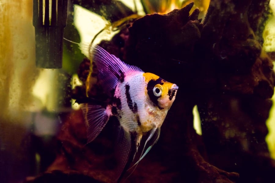 can angelfish live with goldfish