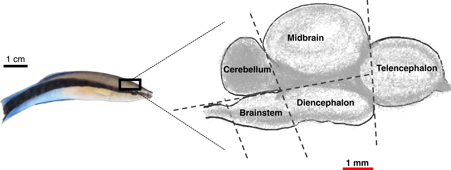 A schematic representation of the cleaner fish (Labroides dimidiatus) brain