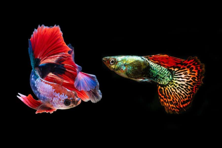Can Guppies Live With Bettas