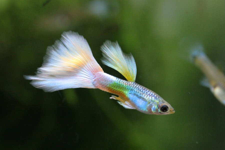 Factors to Consider When Putting Bettas and Guppies Together