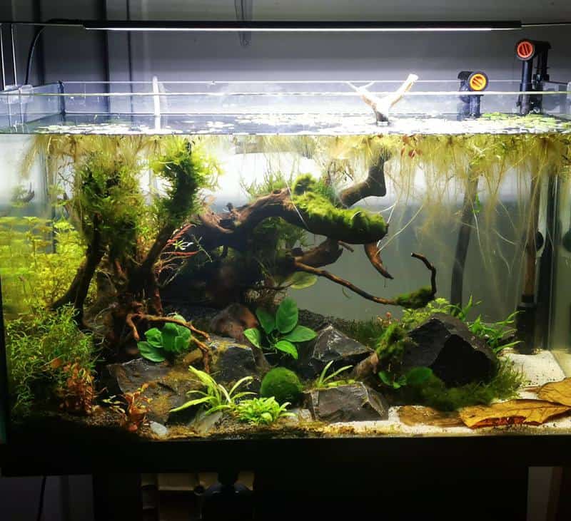 How to Get Rid of Algae in the Fish Tank