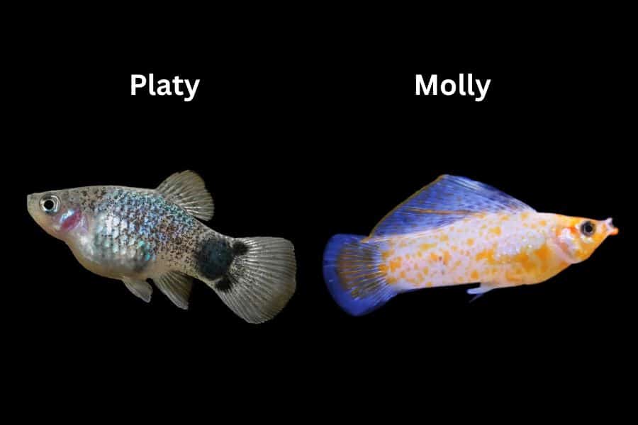 Platy and Molly
