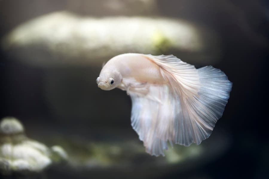 Why Is My Betta Turning White