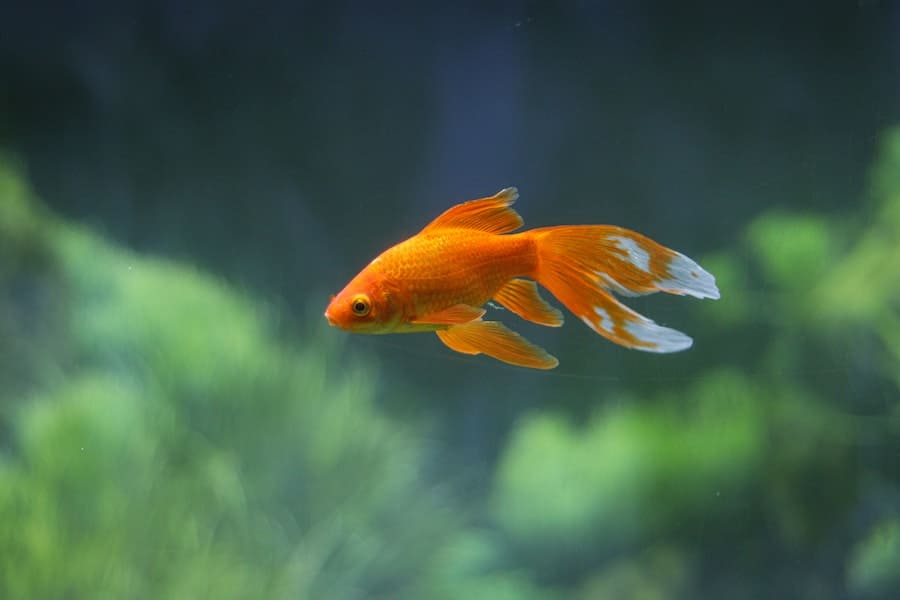 goldfish water temperature