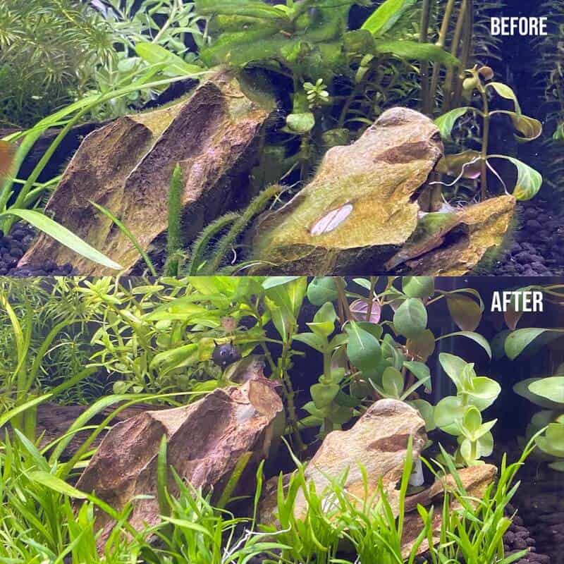 Algae Eaters Clean Tank