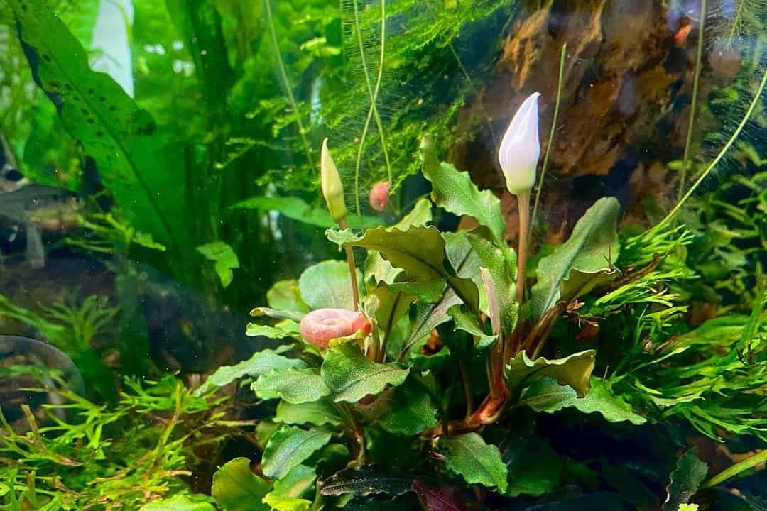 Flowering Aquarium Plants