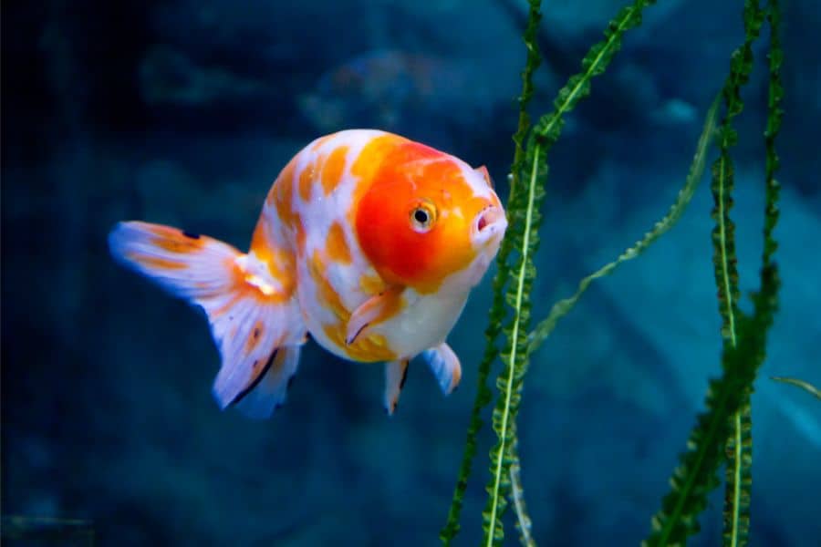 Aging White Goldfish