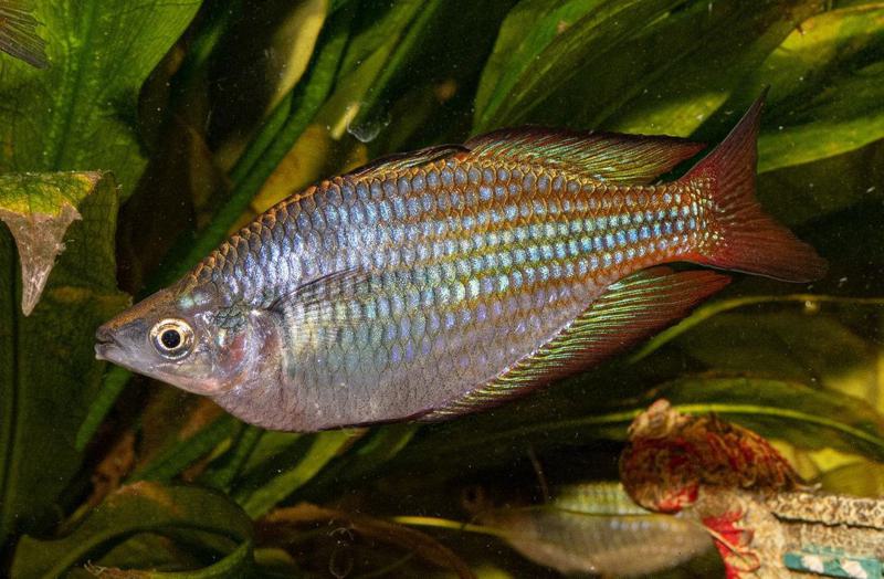 River Murray Rainbow Fish (Australian Rainbowfish)