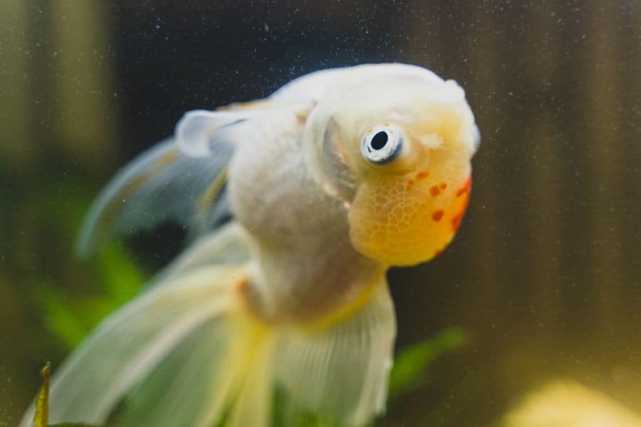 Sick Goldfish