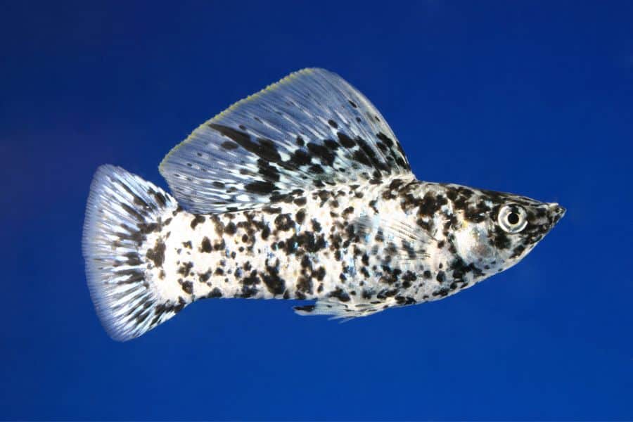 dalmatian molly fish