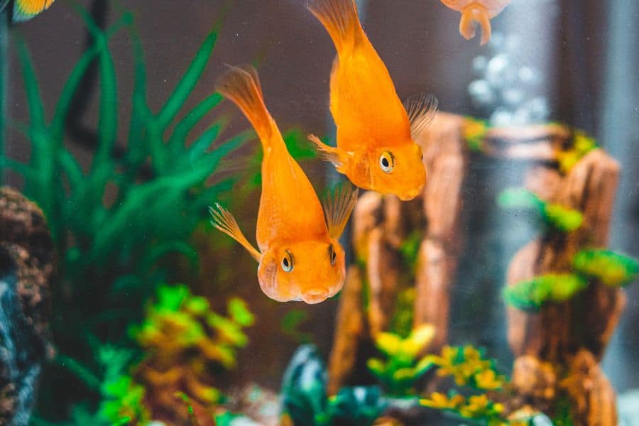 what fish can live with goldfish