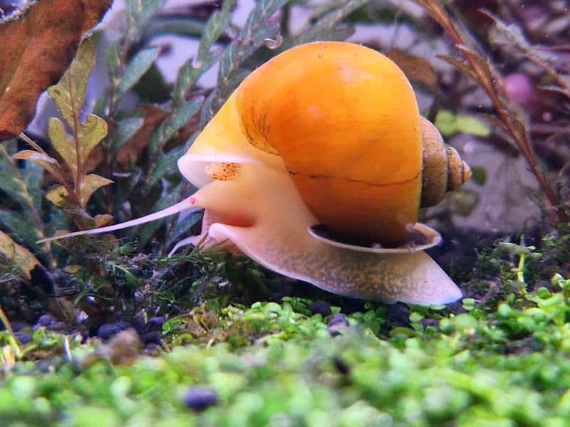yellow mystery snails