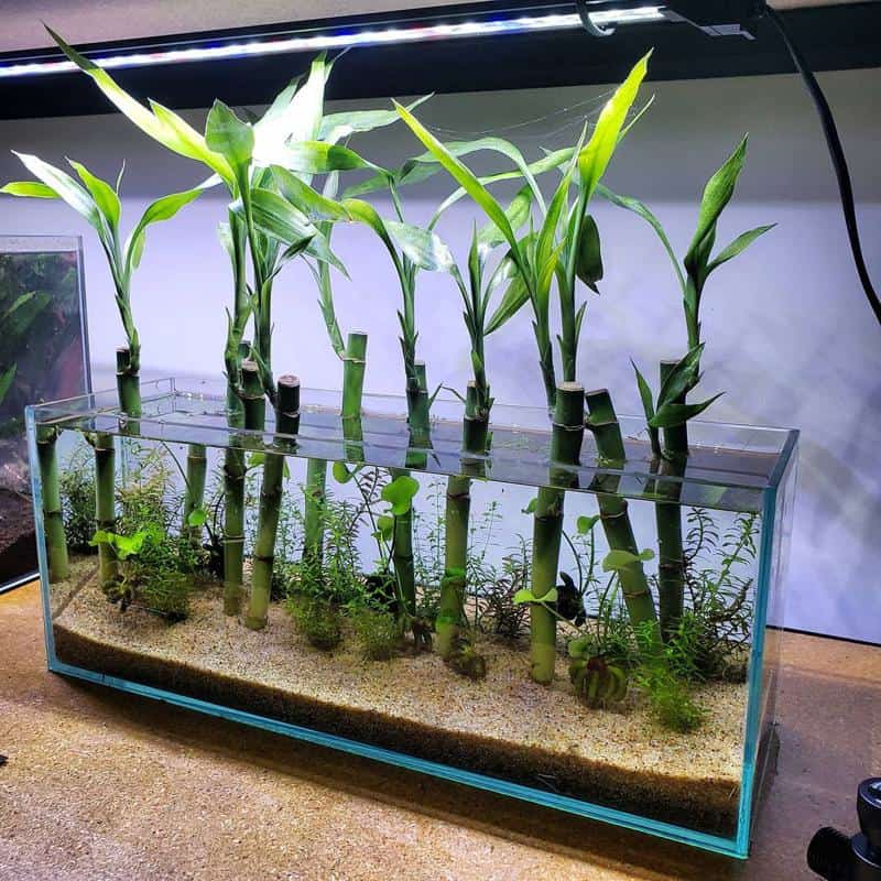 Benefits of Lucky Bamboo to Your Fish Tank