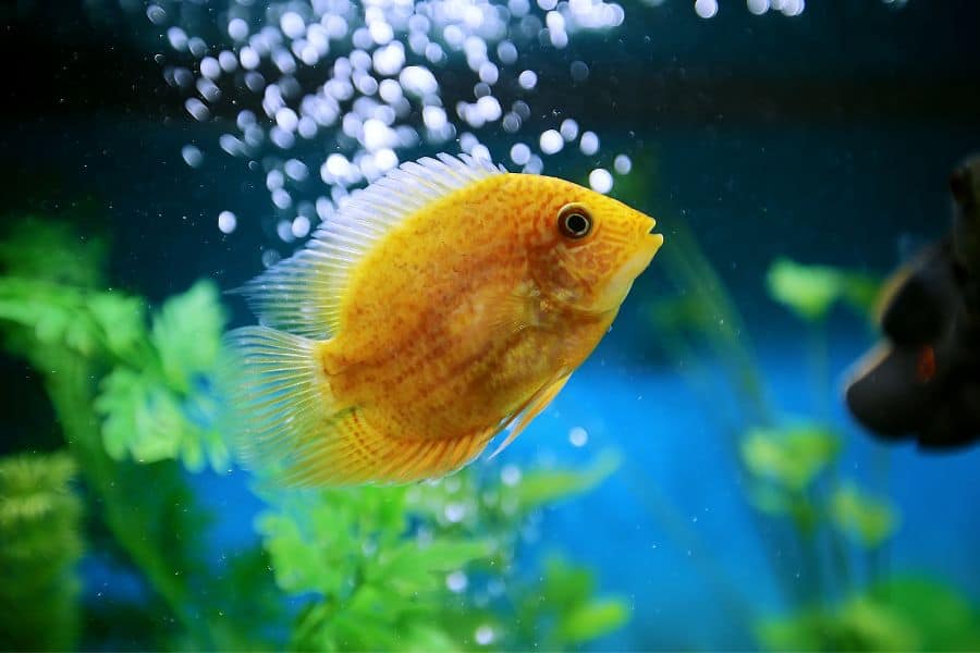Severum Cichlids Water Quality and Water Parameters