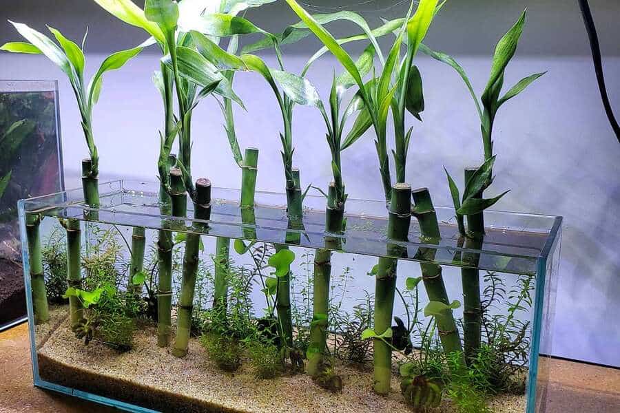 lucky bamboo in aquarium