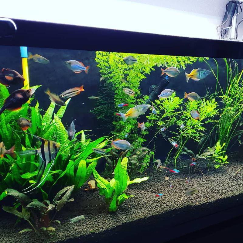 Australian Rainbow Fish Tank Mates