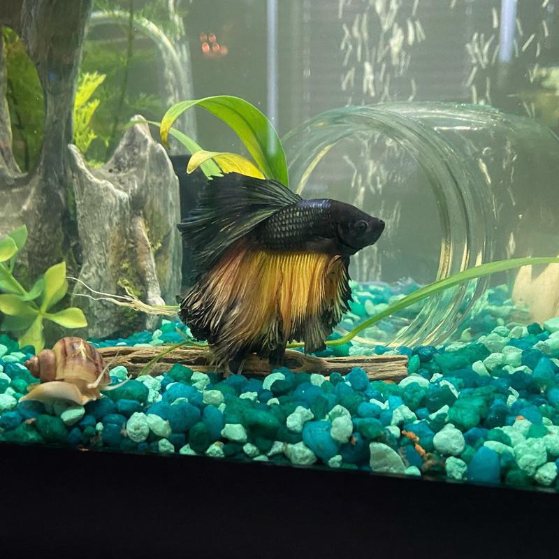 Can Snails Live With Betta Fish