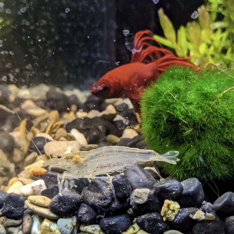 Ghost Shrimp with Betta