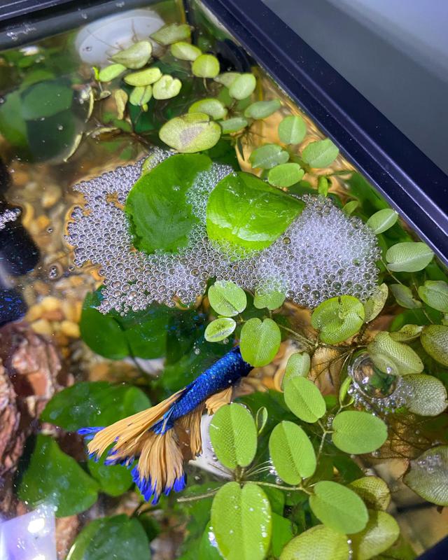 How to Encourage Your Betta to Build Bubble Nests