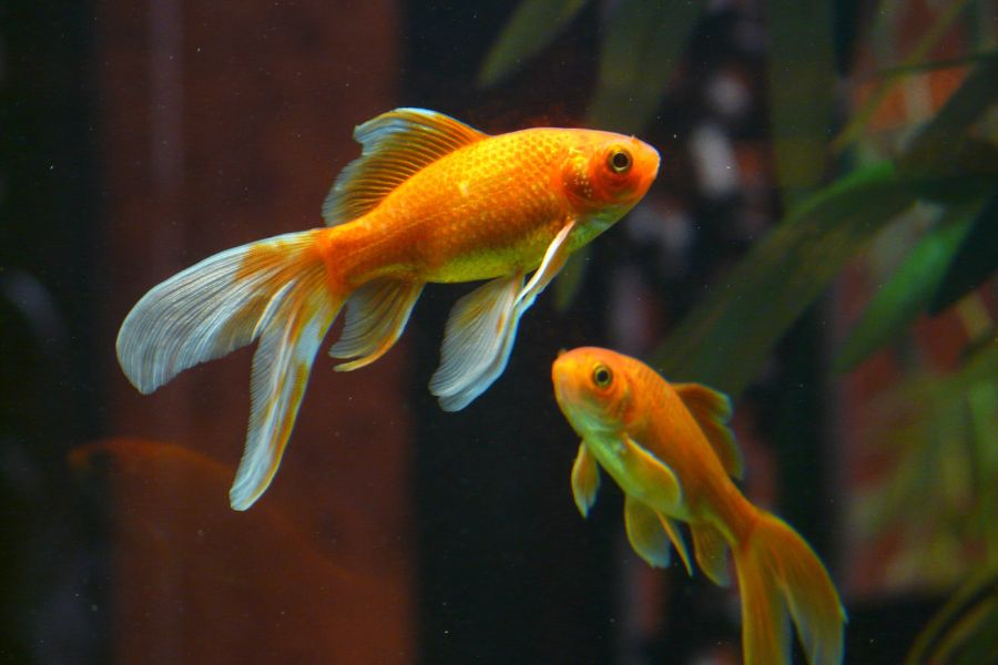 Mating Process of Goldfish