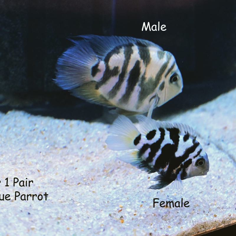 Polar Blue Parrot Cichlid Male and Female