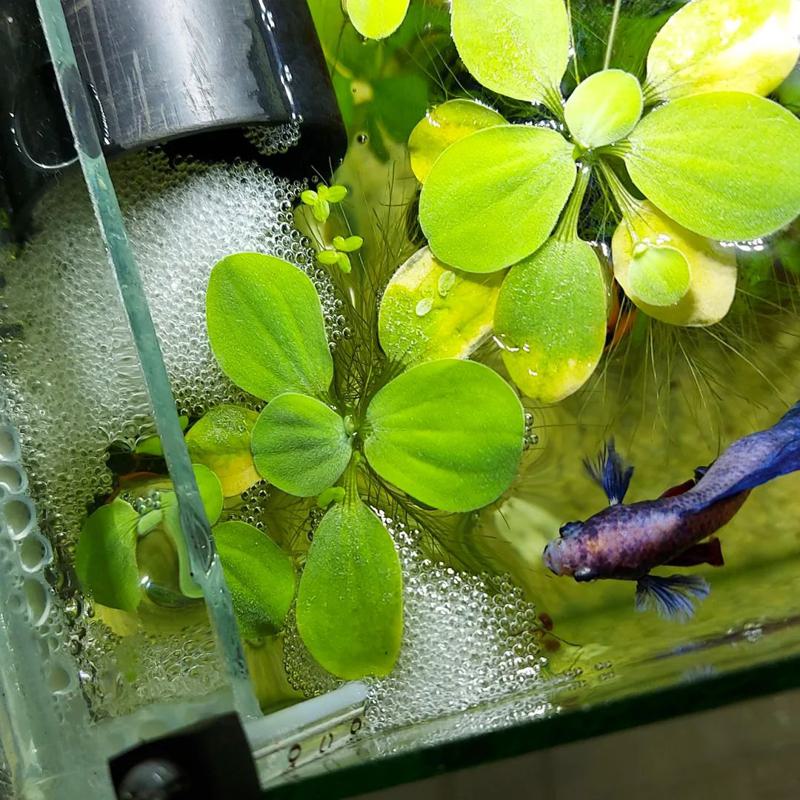 What Are Betta Bubble Nests