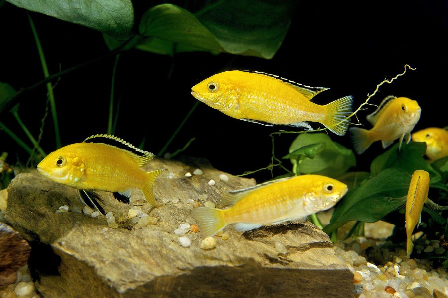 Yellow Lab Cichlid Care Guide