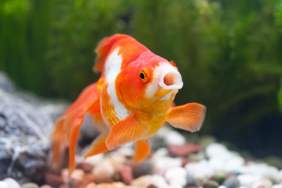 ammonia poisoning in goldfish