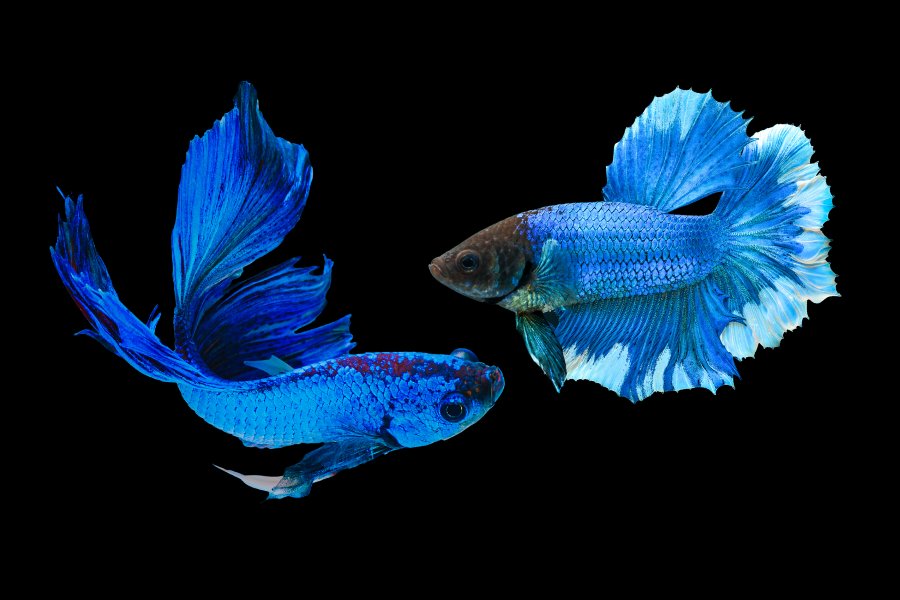 can male and female betta fish live together