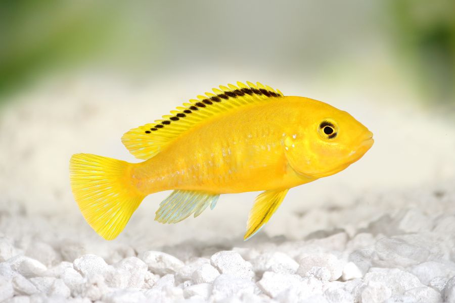 female yellow lab cichlid