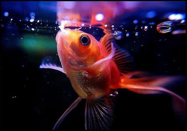 goldfish ammonia poisoning