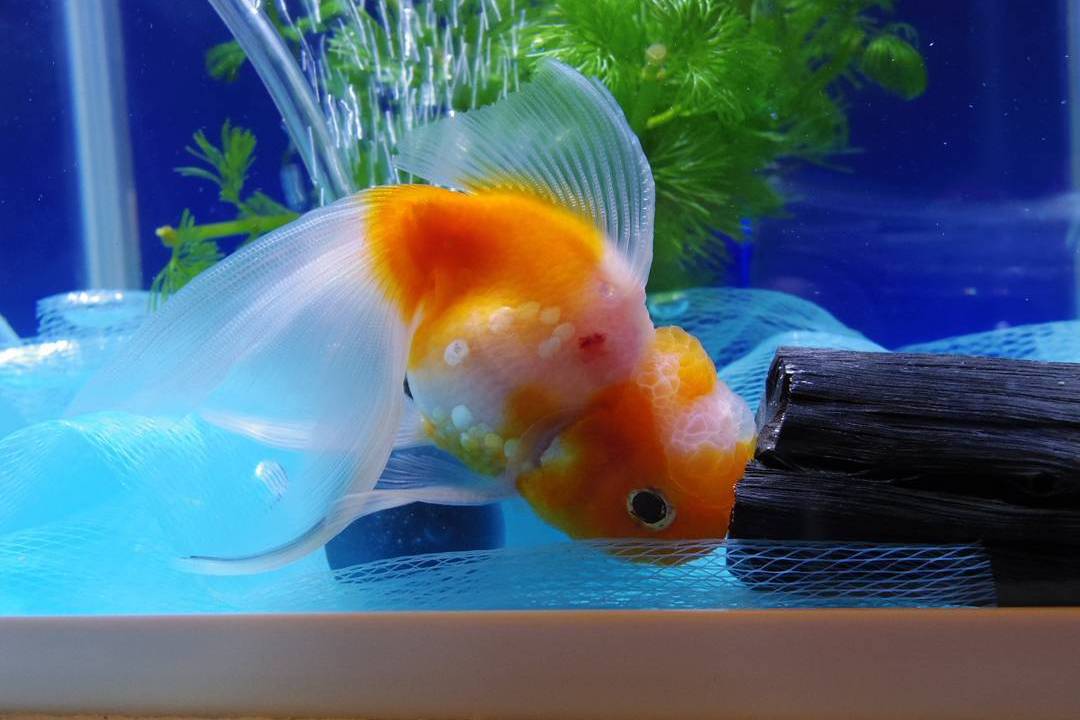 goldfish red spot