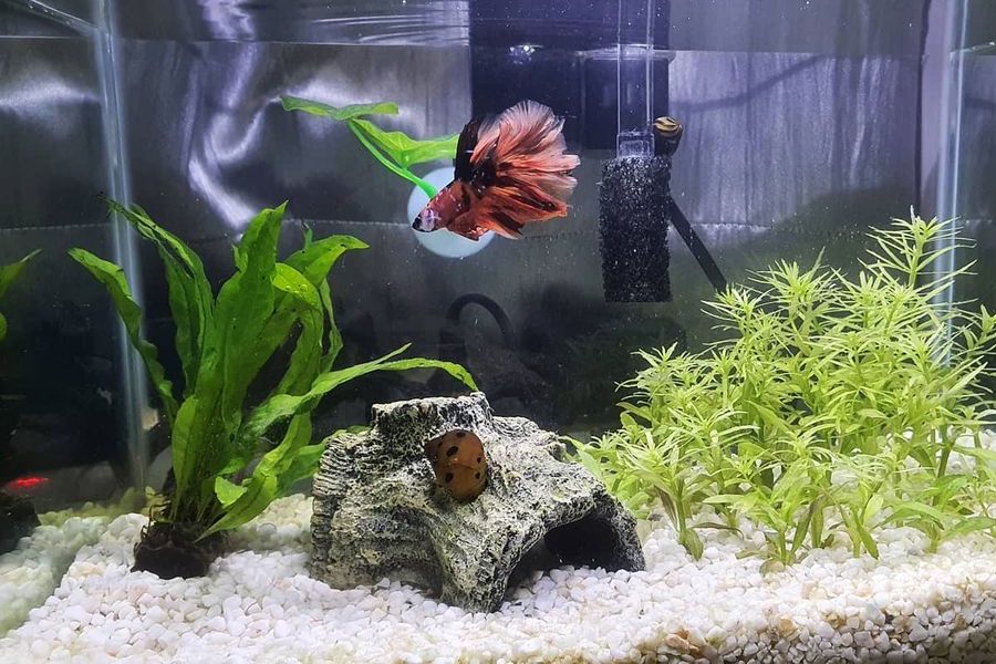 snails and betta fish
