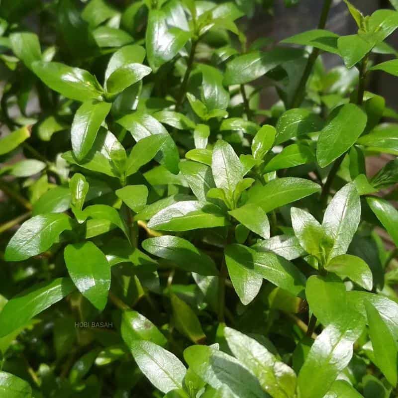 Green Hygro (Hygrophila polysperma)