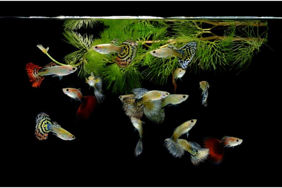 plants for guppies