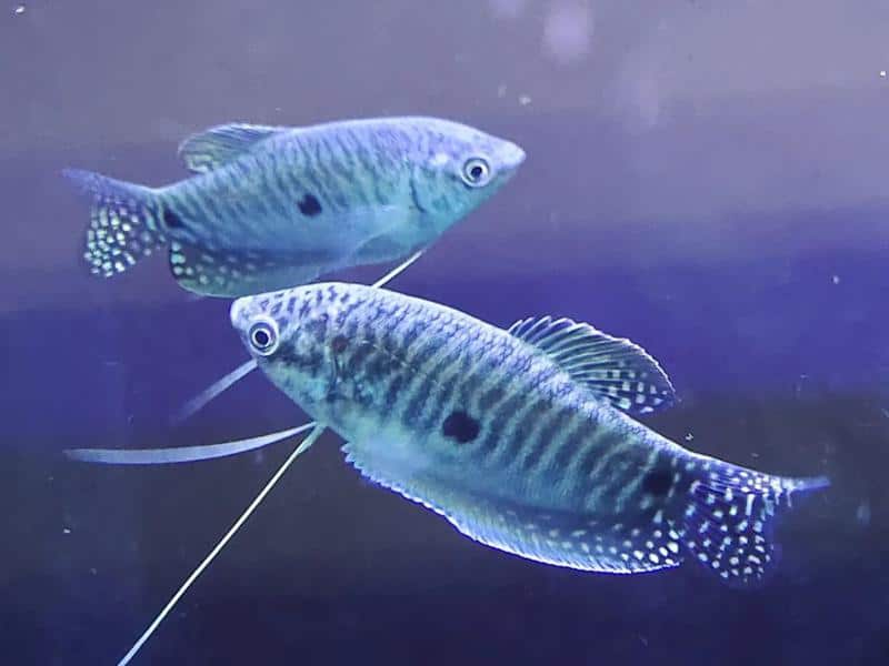 Three Spot/Blue Gourami Fish