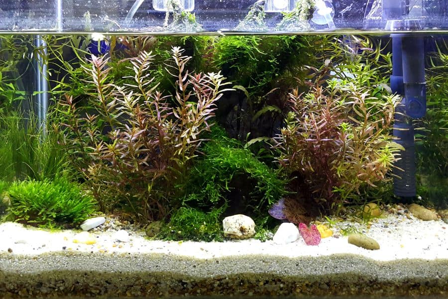 best aquarium plants to reduce nitrates