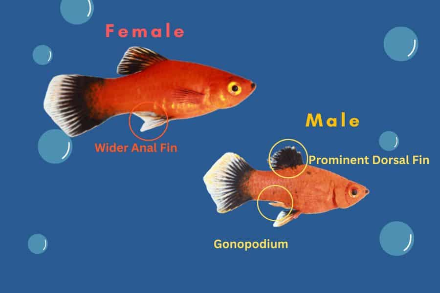 male vs female mollies