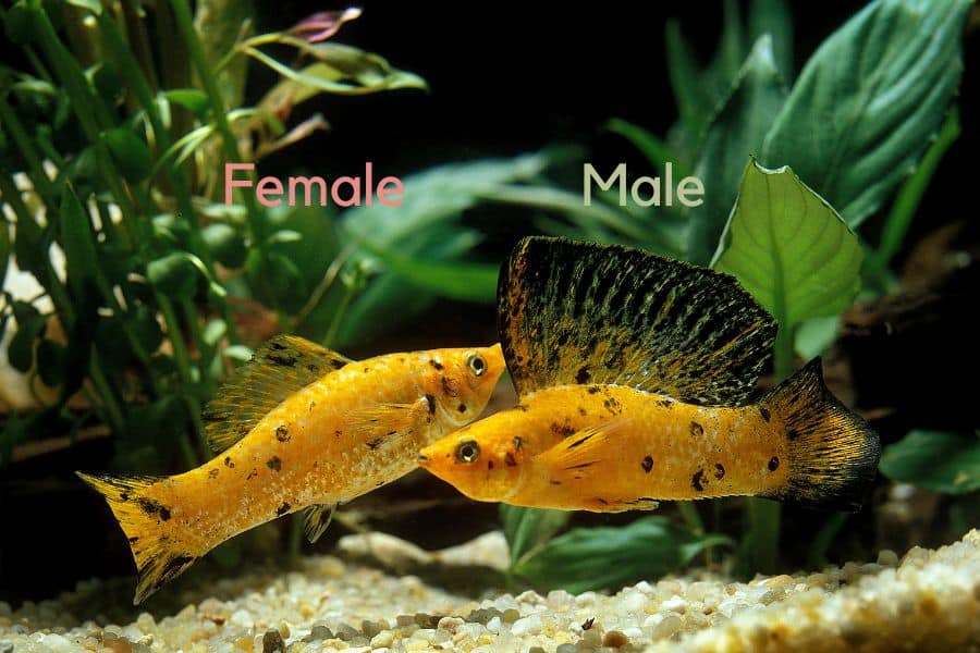 molly fish male and female