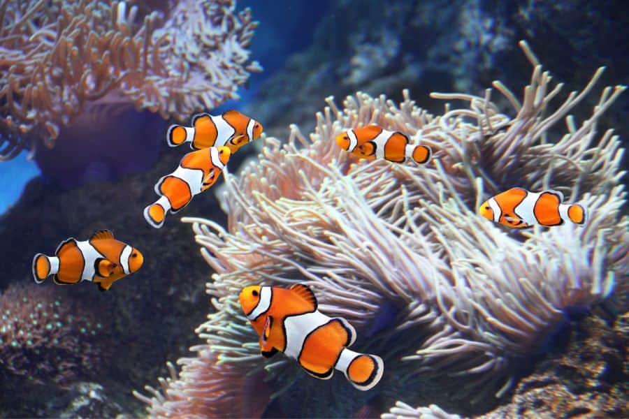 sea anemone and clown fish