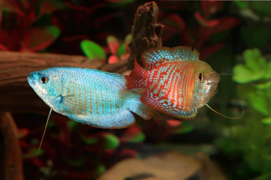 types of gourami fish