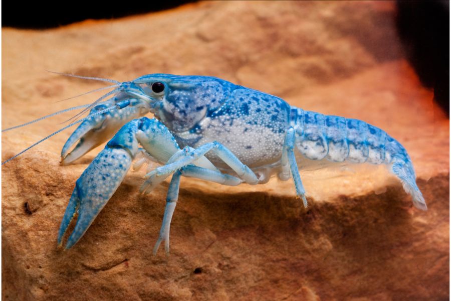 Blue Crayfish(Cambarellus diminitus)