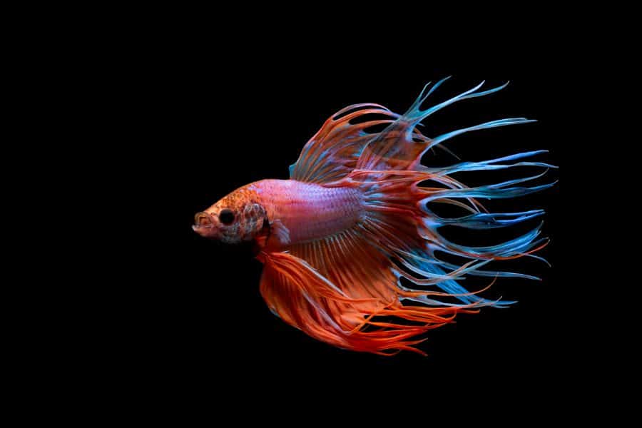 Crowntail Betta Fish