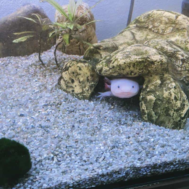 substrate for an axolotl aquarium
